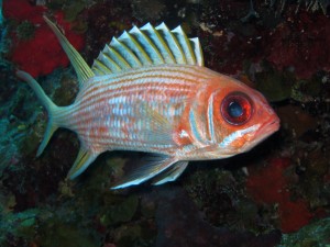 Soldierfish