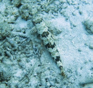 Sand Diver