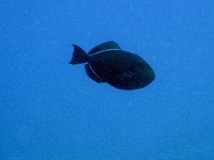 Black Triggerfish