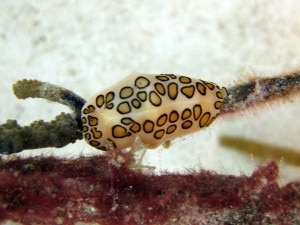 Flamingo Tongue Snail