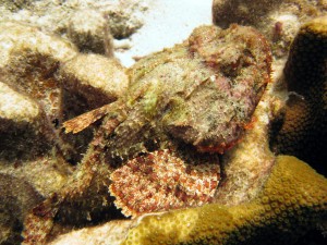 Spotted scorpionfish