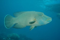 Humphead Wrasse