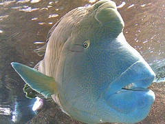 Humphead Wrasse